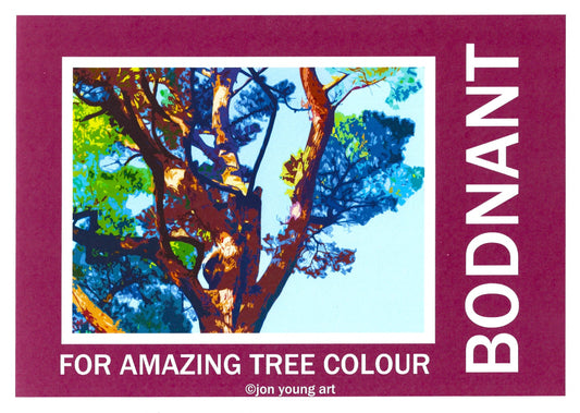 Bodnant for Amazing Tree Colour T