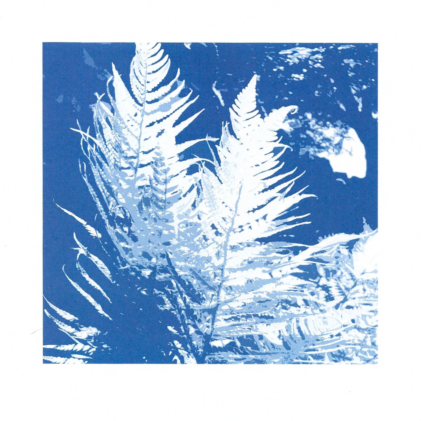 Blue Fern