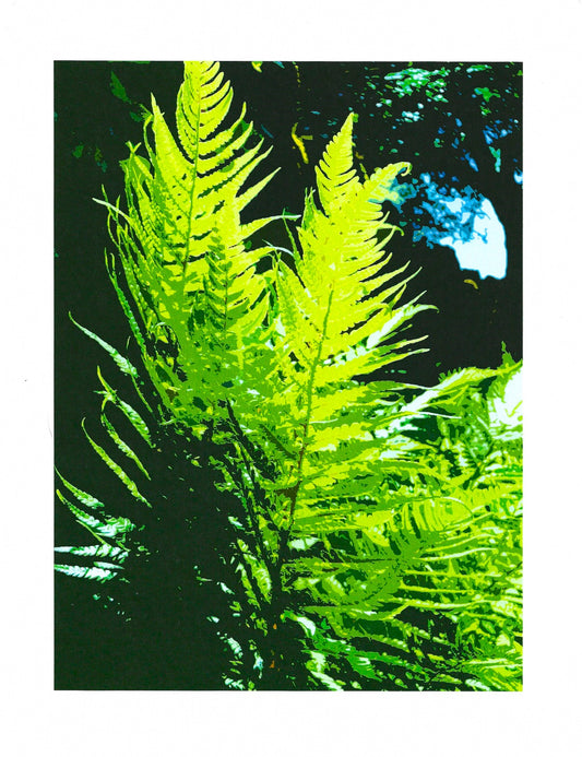 Fern