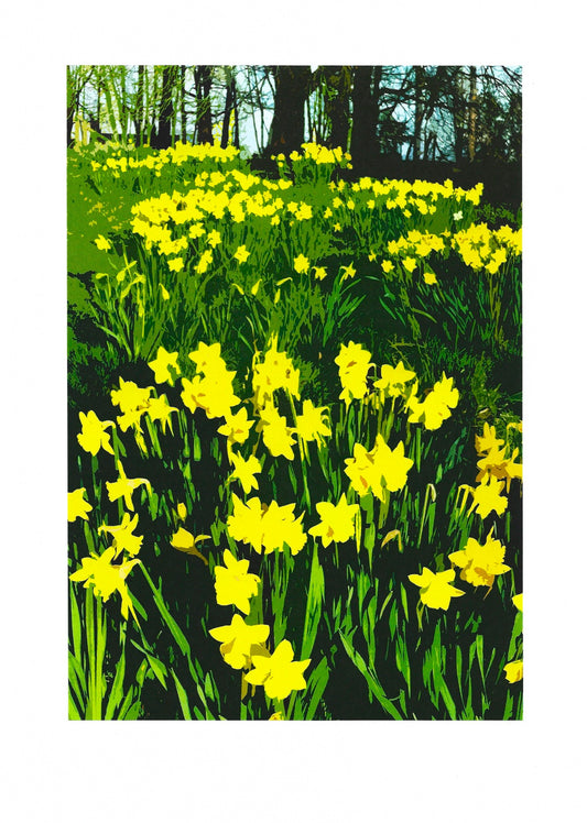 Daffodil Meadow