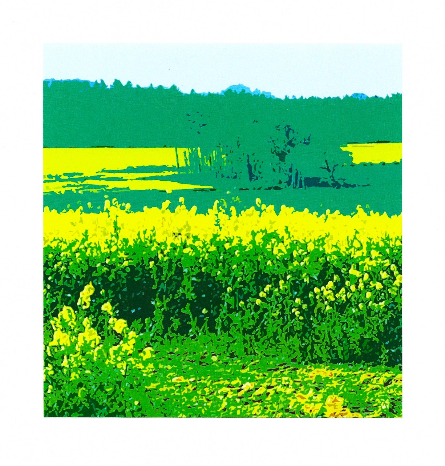 Rapeseed Fields