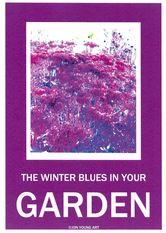 Winter Blues in Your Garden II T