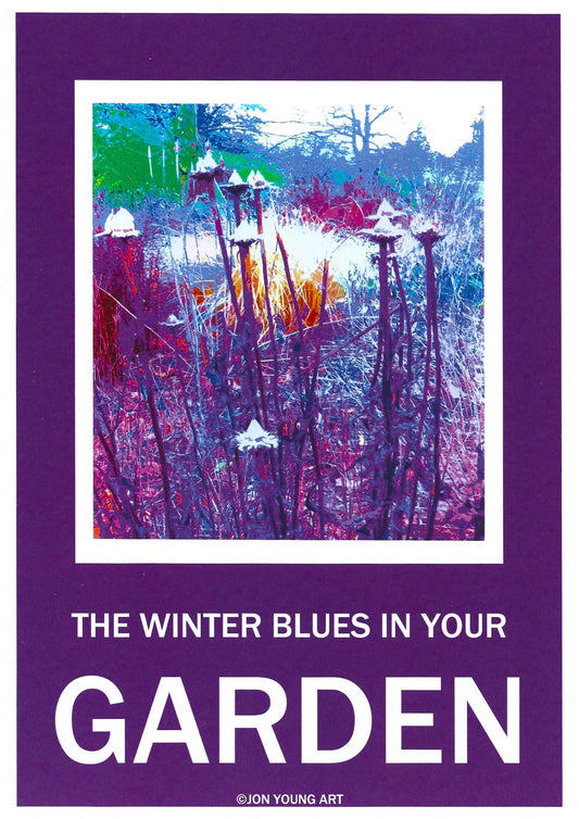 Winter Blues in Your Garden III T